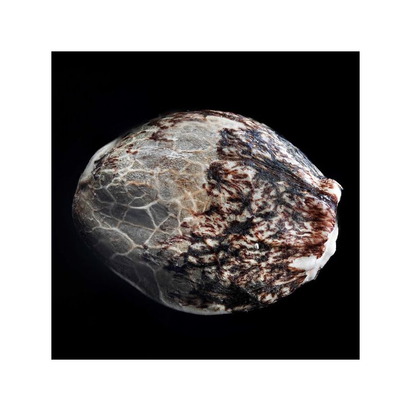 Cherry Runtz, Фасовка: 5, изображение 4